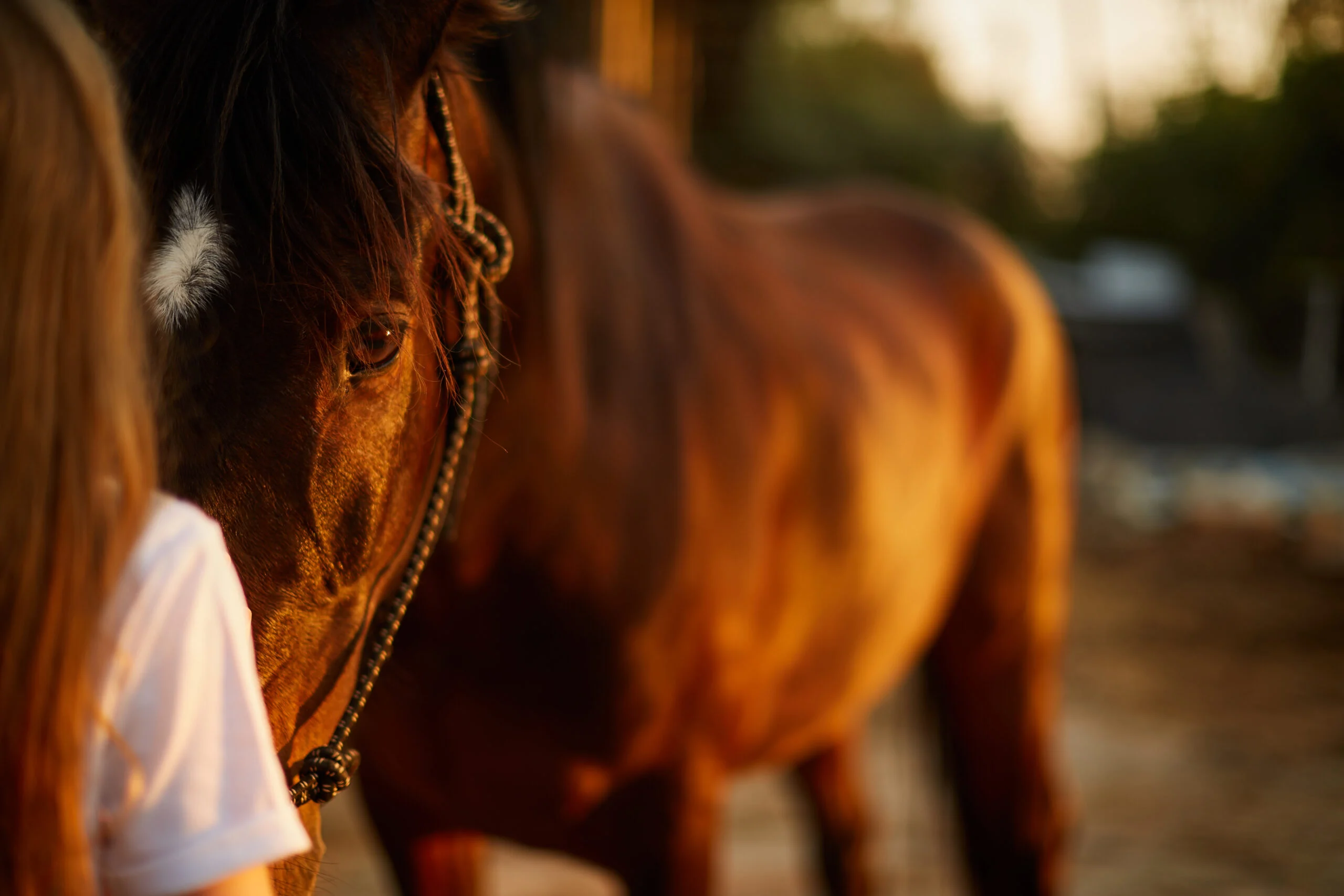 the-girl-looks-into-the-eyes-of-a-beautiful-horse-stockpack-gettyimages The girl looks into the eyes of a beautiful horse