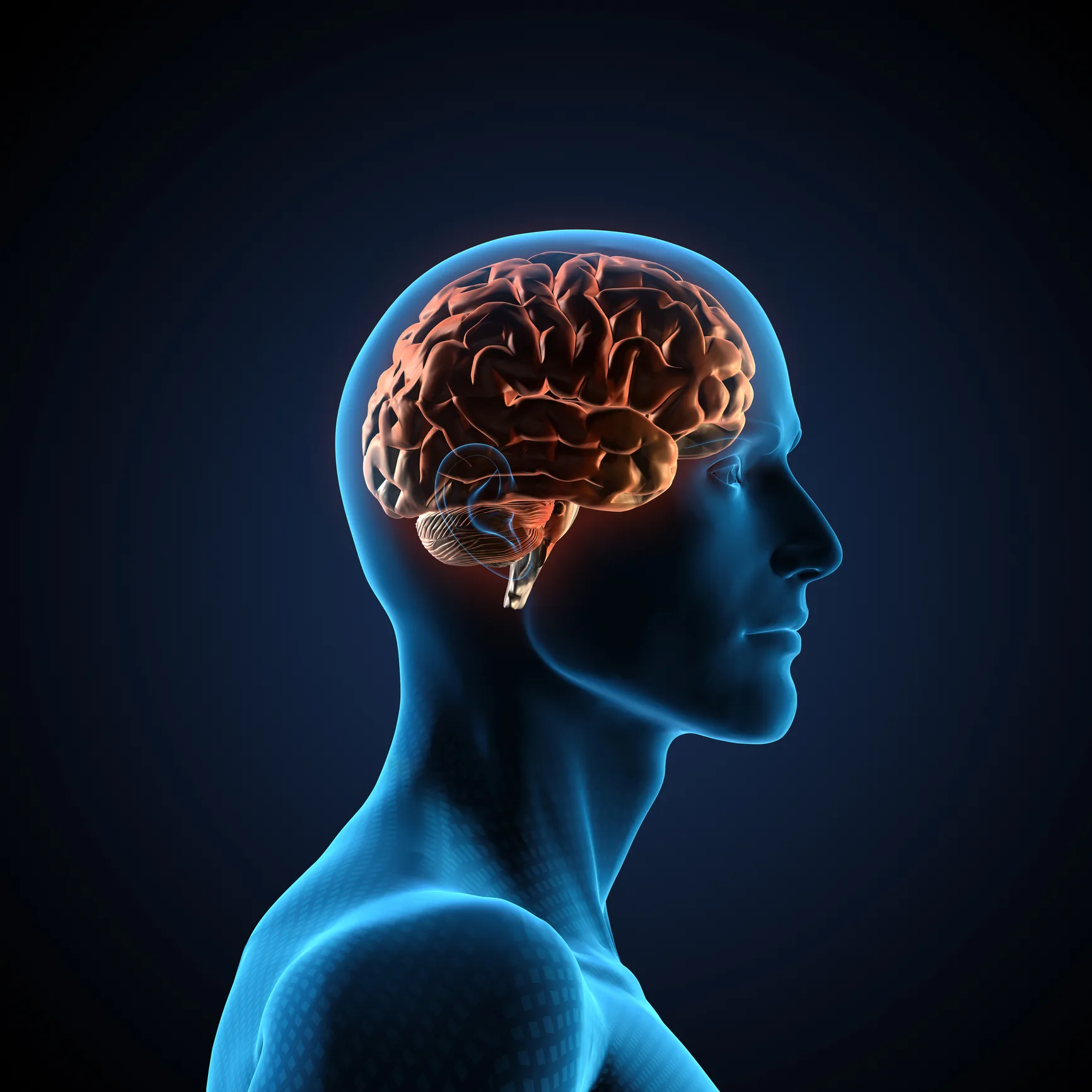 Picture of human brain symbolizing the psychological vs the physical aspect of addictions